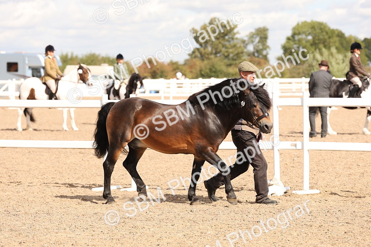 SBM_14008 - Class 205 - IH Show Pony - Show Hunter Pony