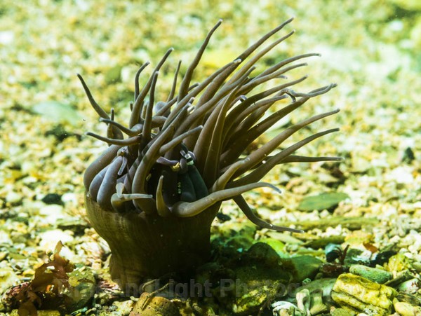 Snakelock Anemone - Cornish Marine Life
