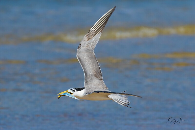 Flying 10 - Crested Terns