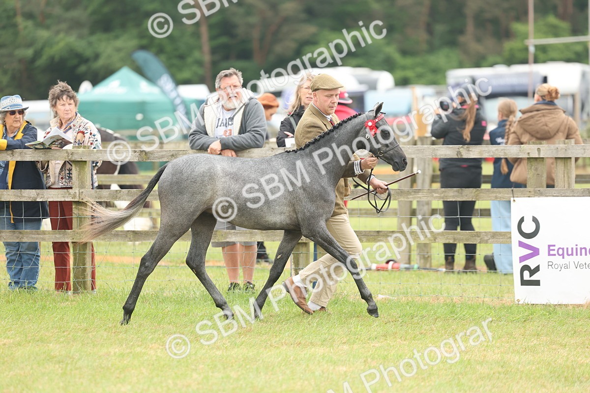 SBM_05557 - Class 68-73 - Riding Pony Breeding