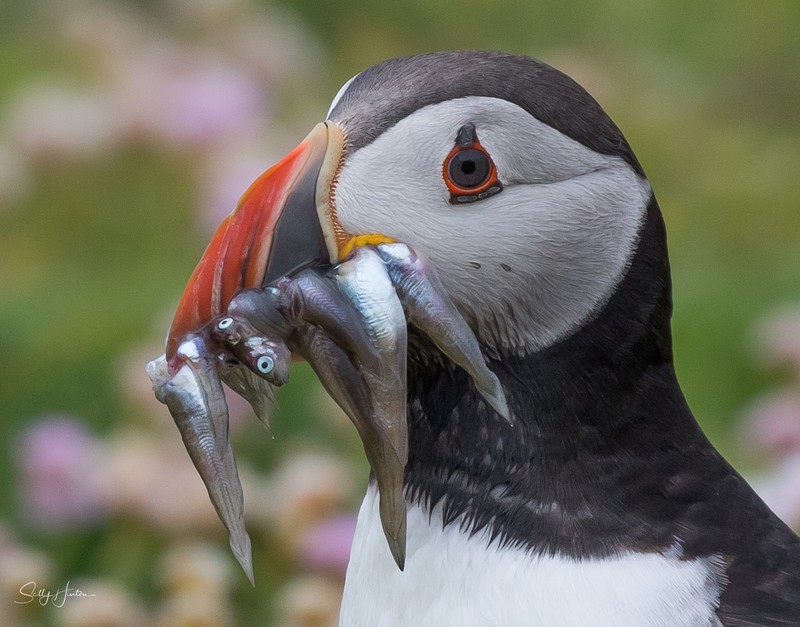 Puffen with Fish 12 - Puffins