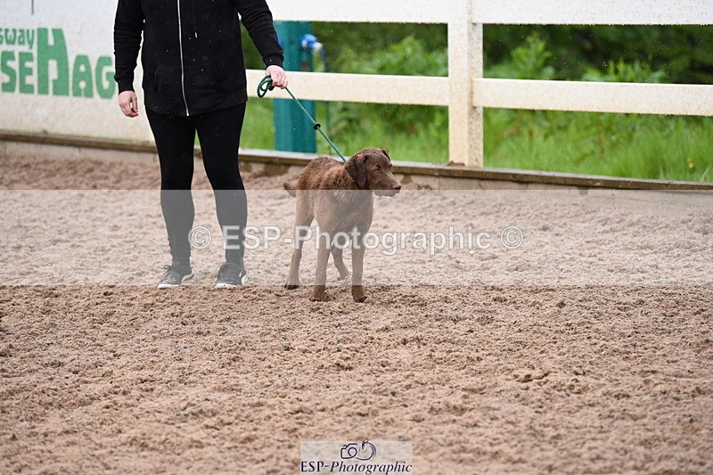 240518A-133800-01331 - Cls 9 Best in Show