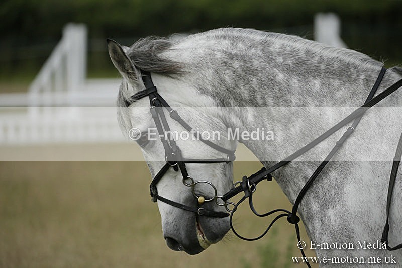 B230619-0130 - Bourne Valley Riding Club Summer Show 23/06/19