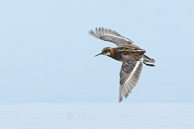 Red-necked Phalarope (male) in flight, Iceland - Red-necked Phalarope