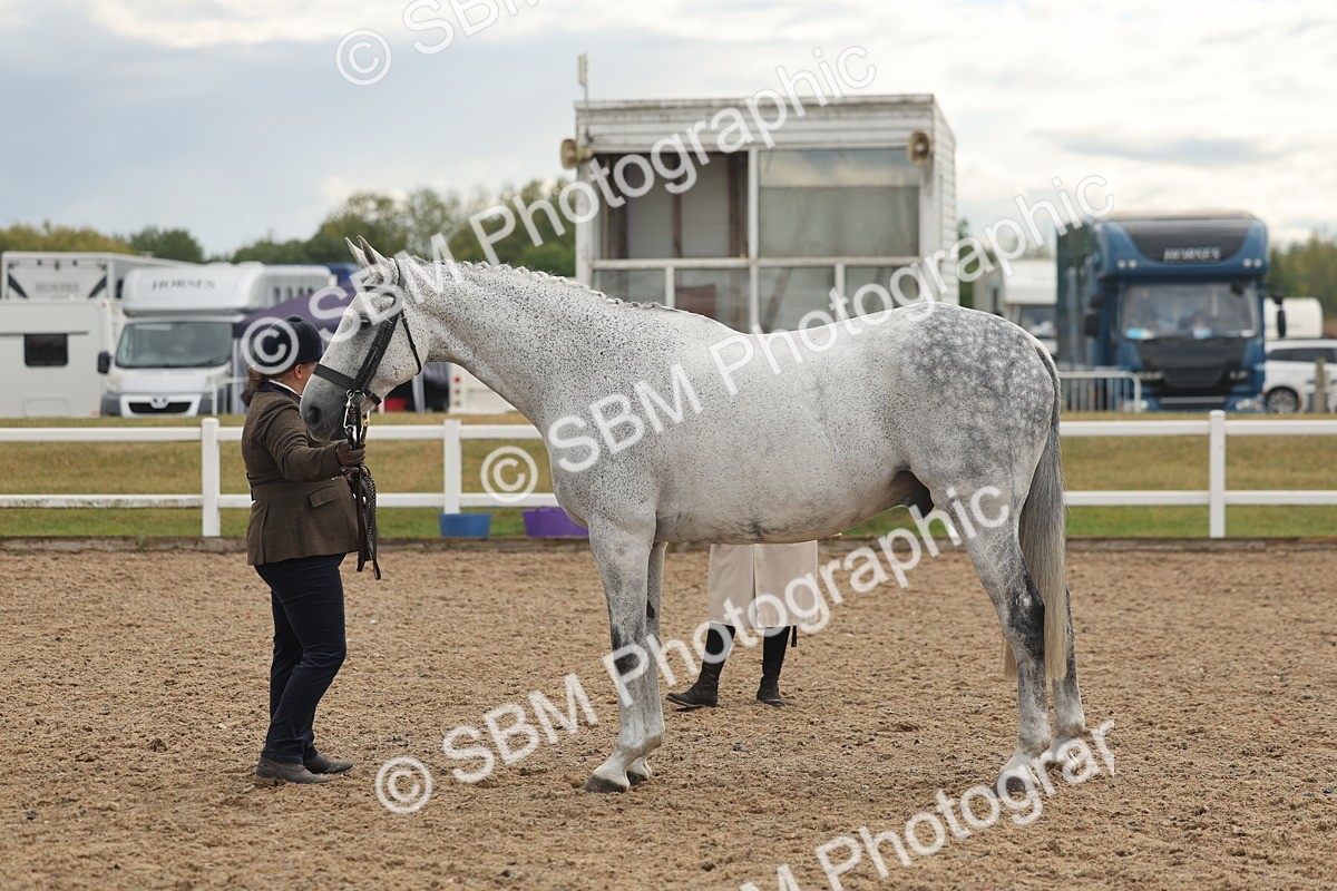 SBM_07929 - Class 28 - IH Veteran Horse