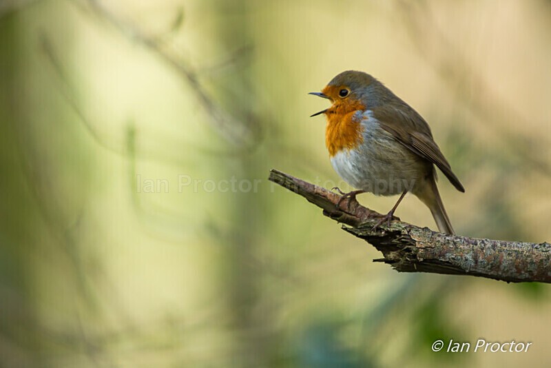 Robin - Keep on singing! 5 of 6 - Nature
