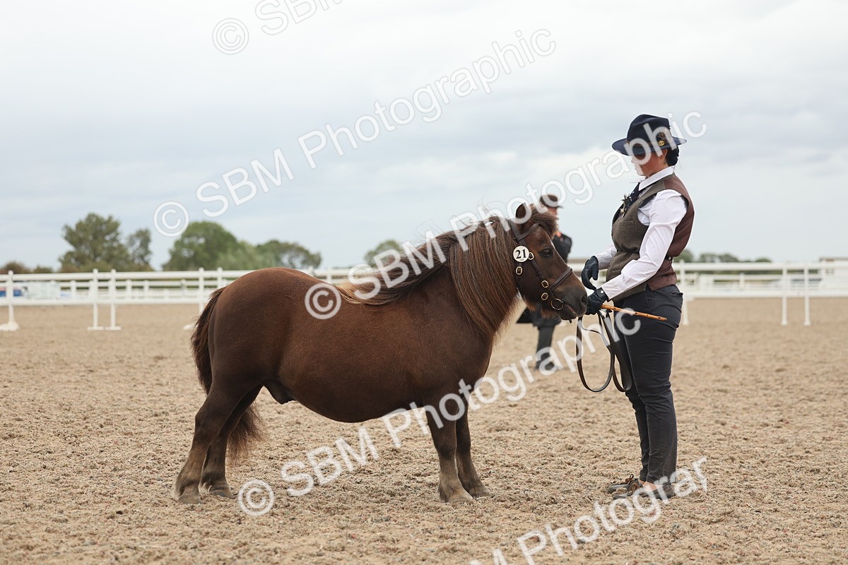 SBM_19323 - Class 317 - IH Pure Bred Horse-Pony