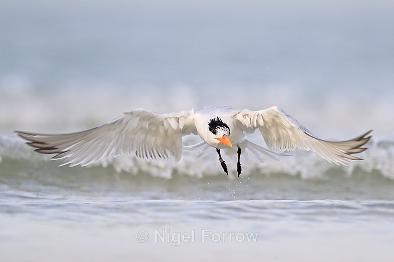 Royal Tern (adult non-breeding plumage) takes off, Florida - Royal Tern
