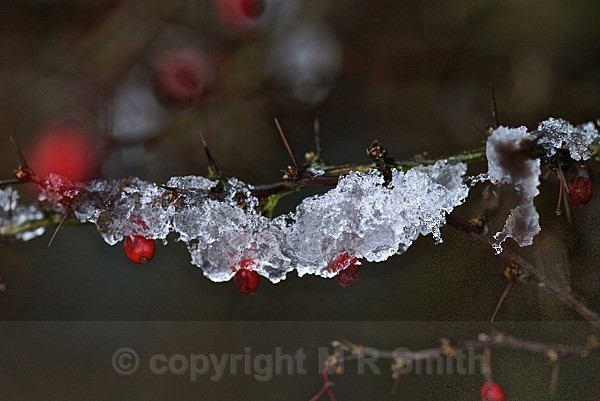 Ice Link - MACRO & CLOSE UPS 2