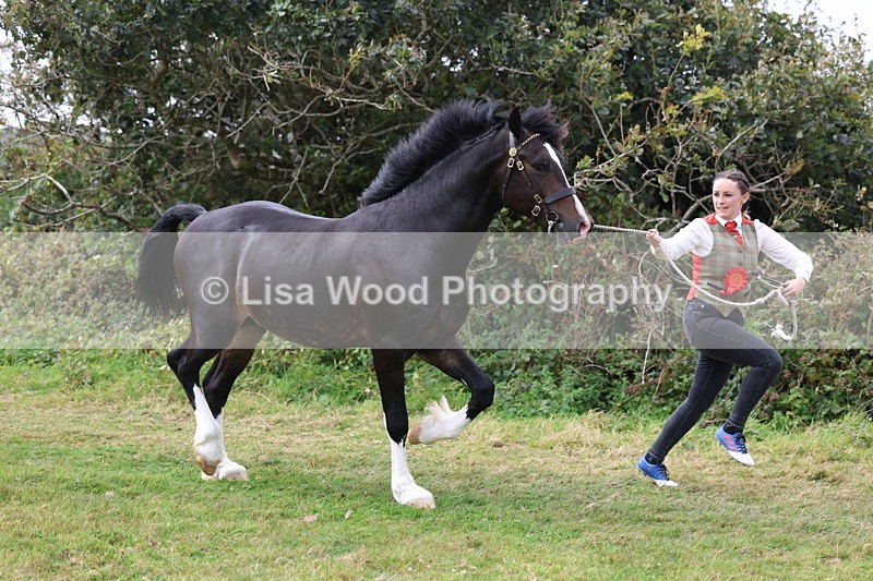 3E7A5708 - In Hand Championship