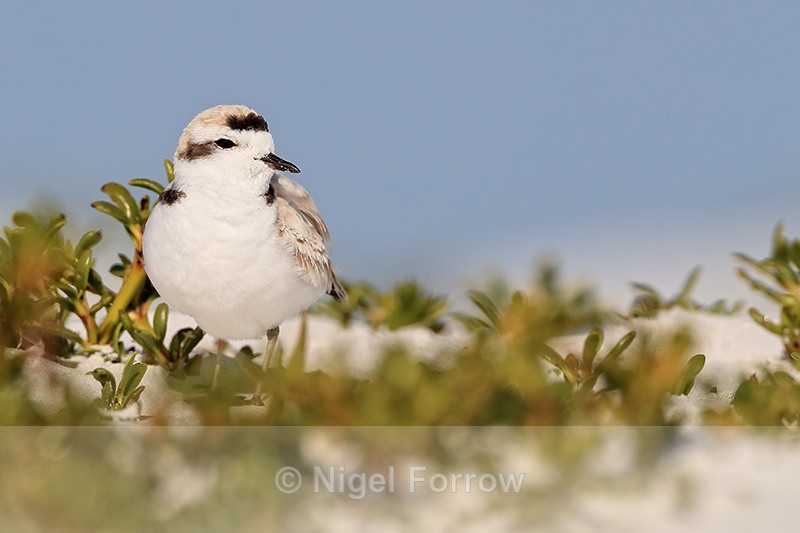Snowy Plover, Fort De Soto Park, Florida - Snowy Plover