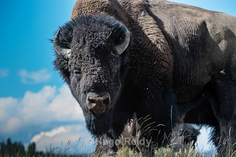  - Yellowstone