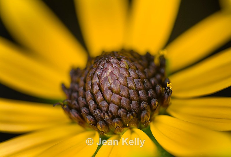 Flower - Rudbeckia - 3586 - Yellow