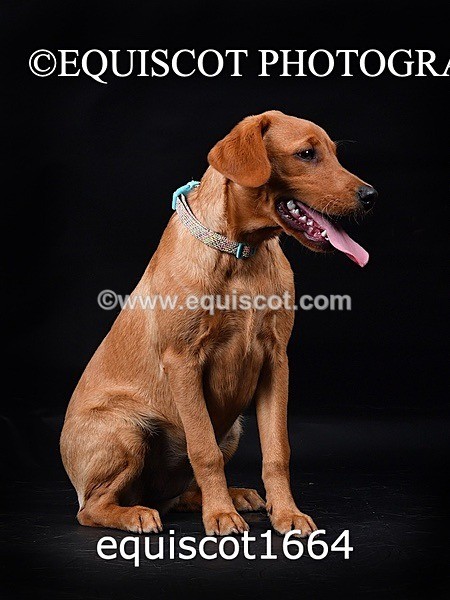 equiscot1664 - MOLLY & MACEY