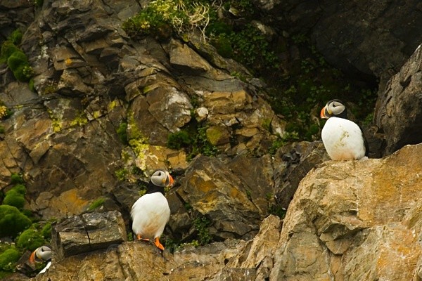 Puffins 7902 - Wildlife