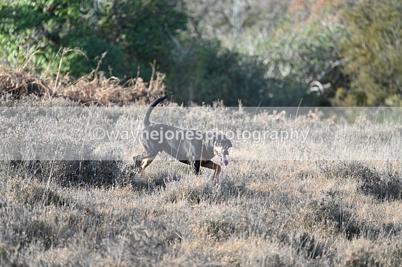 WJ7_7873 - Line 3 (no line 4 or 5)