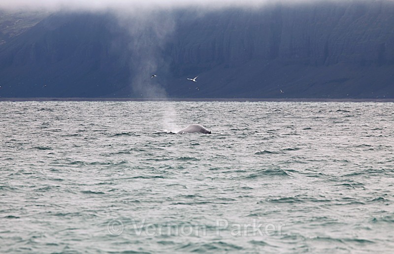 Blue Whale breaching - Iceland