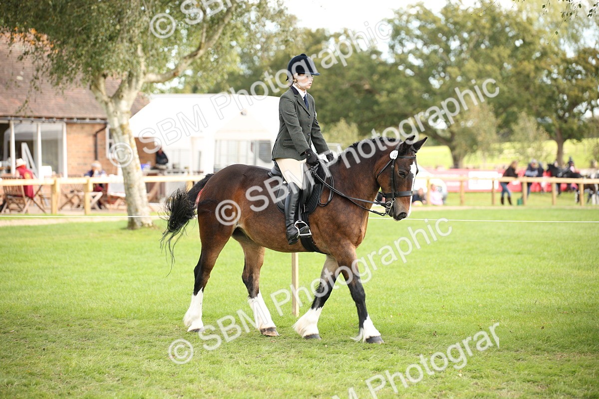 SBM_54239 - S27 - Mature Veteran - Ridden