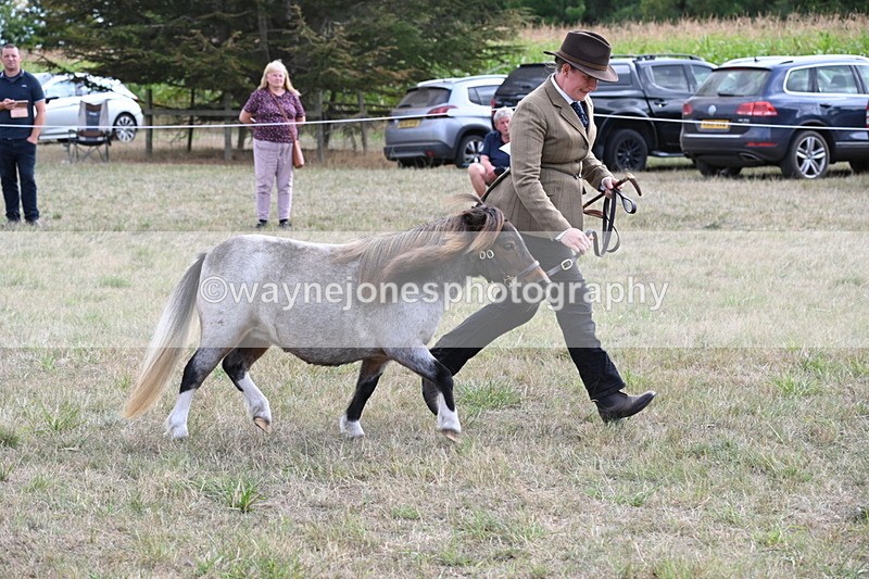 WJ6_6979 - Class 21 Shetland & Mini Horses