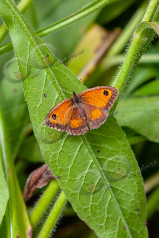 Meadow brown butterfly Maniola jurtina-0016 - Insects from around the world