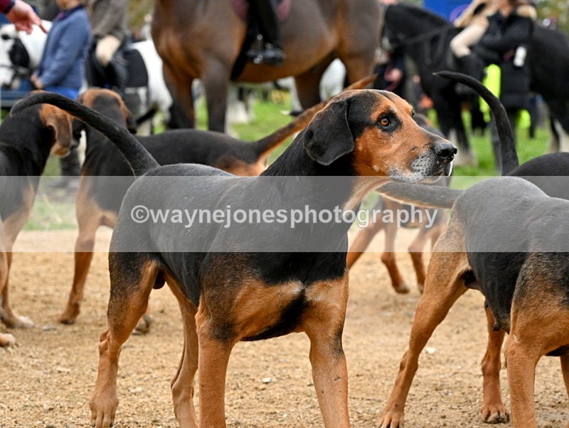 WJ7_5947 - Berks & Bucks - Children's Meet - The Old Farmhouse – Steventon.