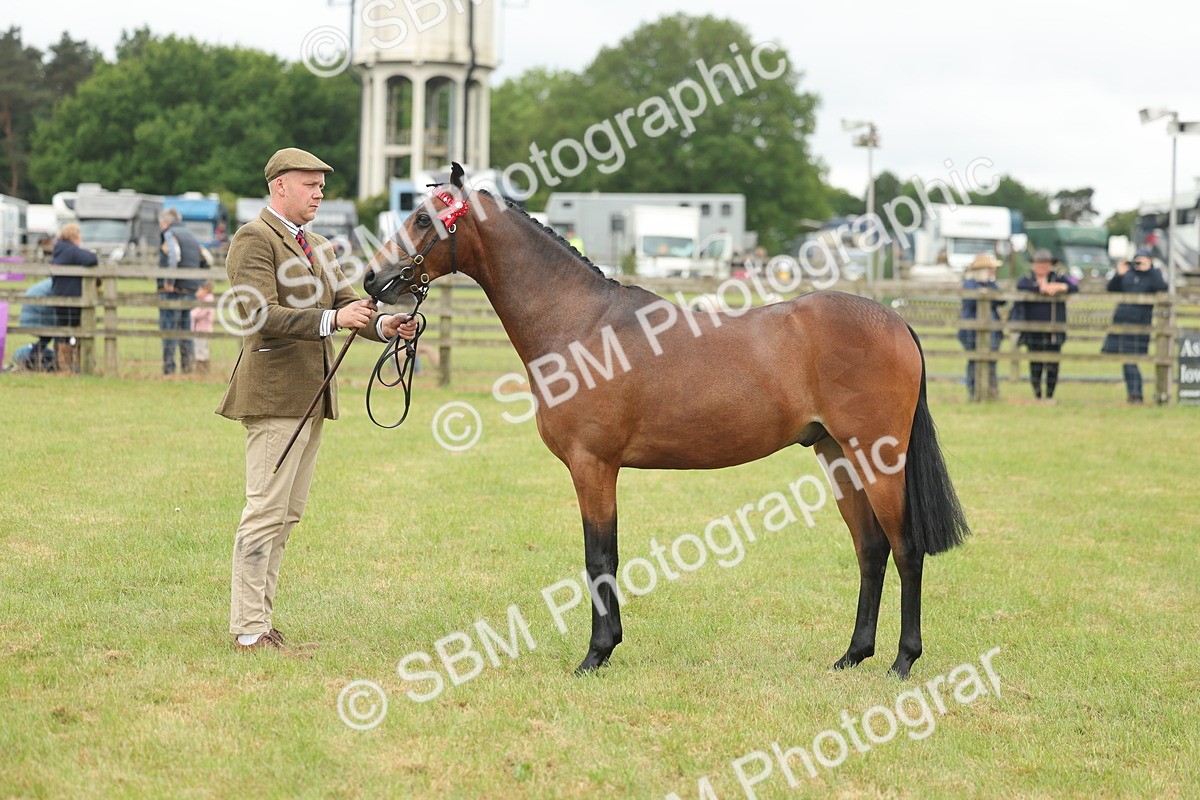 SBM_05413 - Class 68-73 - Riding Pony Breeding