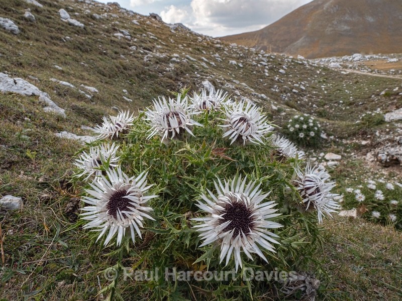 Stemless carline thistle, Carline thistle (Carlina acaulis ). Also dwarf carline thistle, or silver thistle - Plants in the Landscape