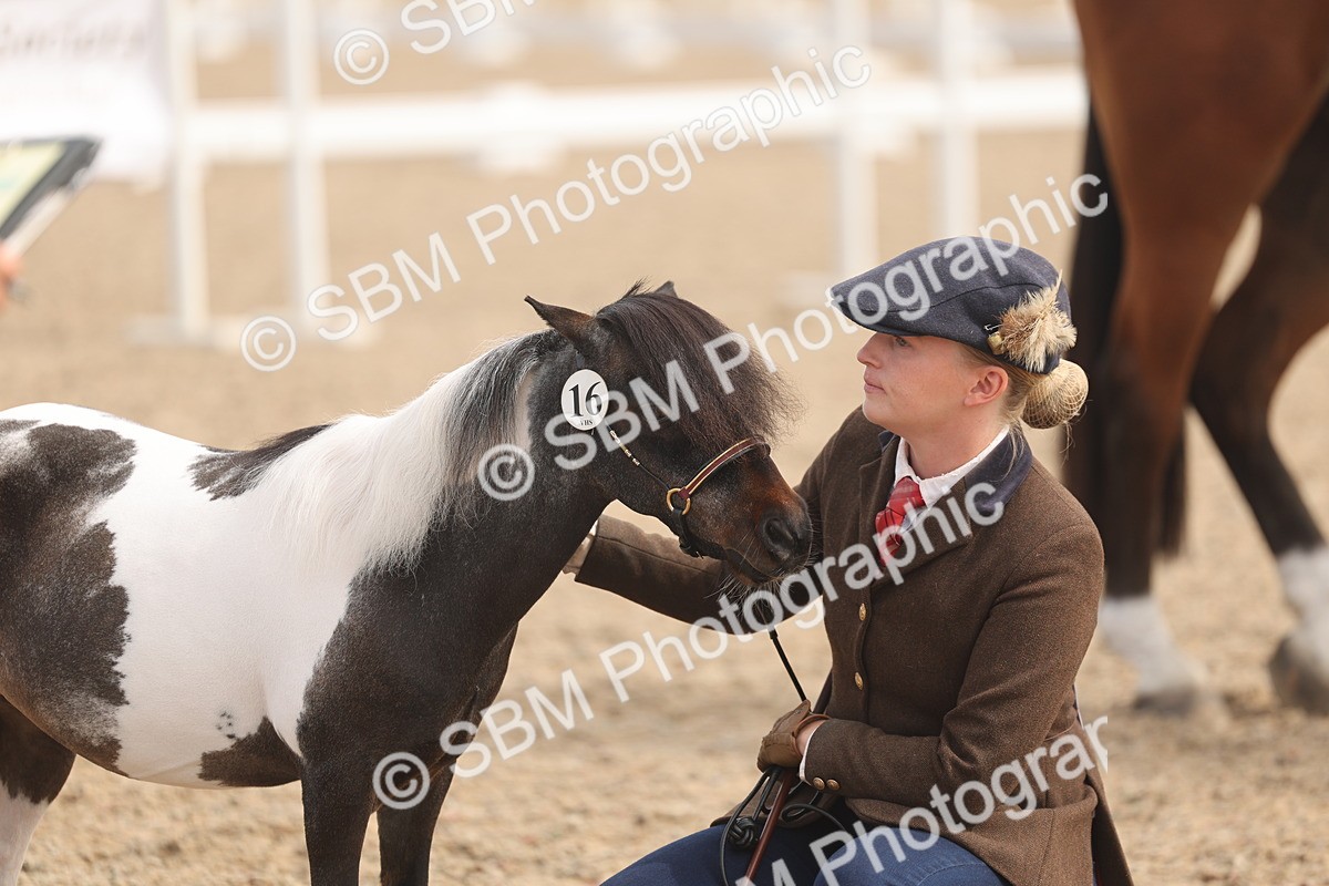 SBM_04547 - Class 19 - Horse/Pony Judge would most like to take home