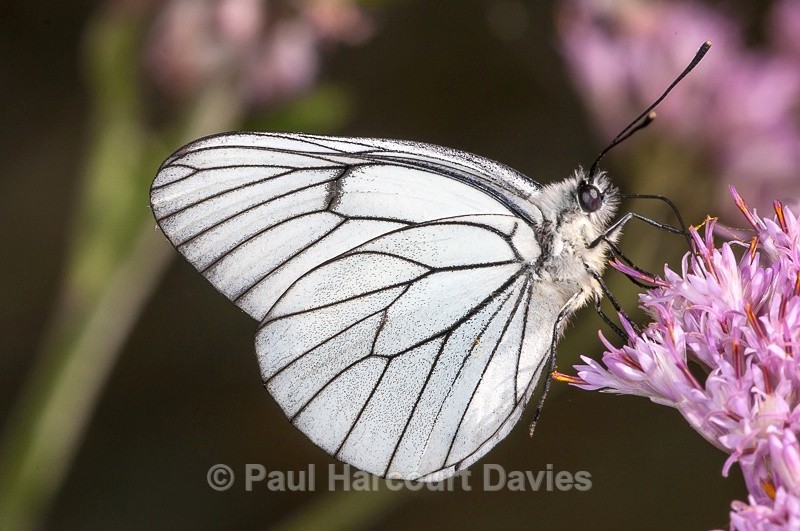  - Bugs: Butterflies