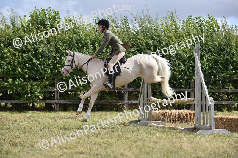 20250831-4069 - Class 13 - Working Hunter Horse or Pony