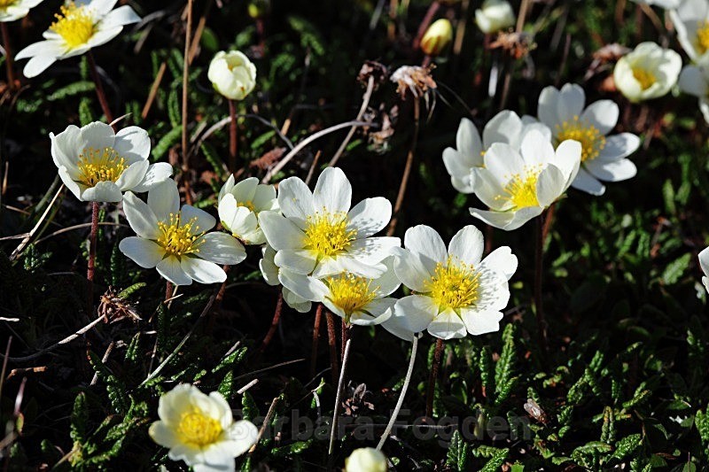 Mountain Avens 2461 - Colours of Svalbard