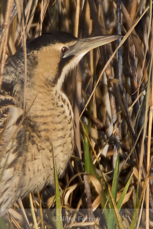 Bittern close-up in the reeds at Otmoor - Bittern