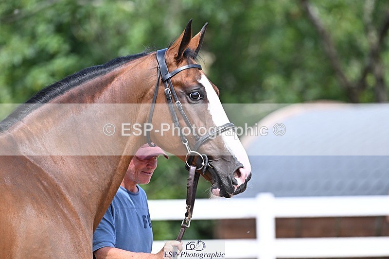 250716-124639-00158 - Trot Up 12.30 to 1.30