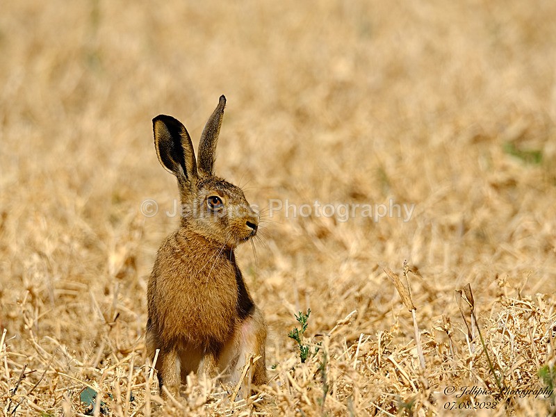  - Wildlife and Nature