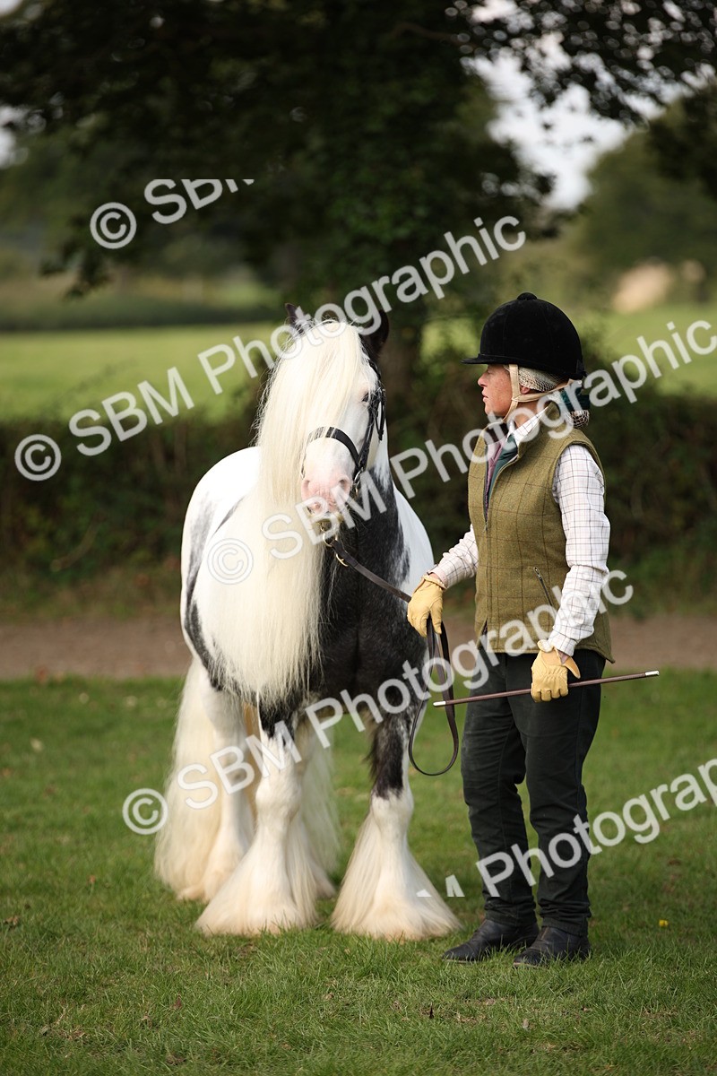 SBM_62294 - S55 - Traditional Cob In Hand
