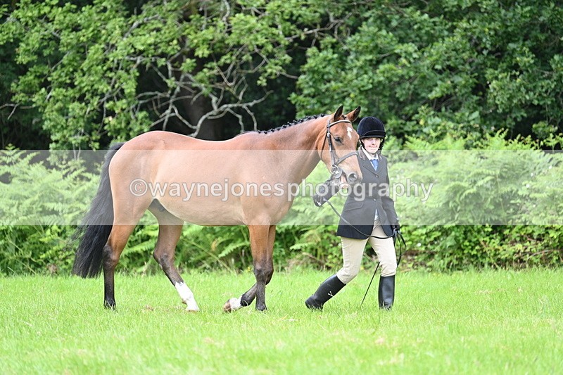 WJ7_3923 - Class 14A Handsome Gelding