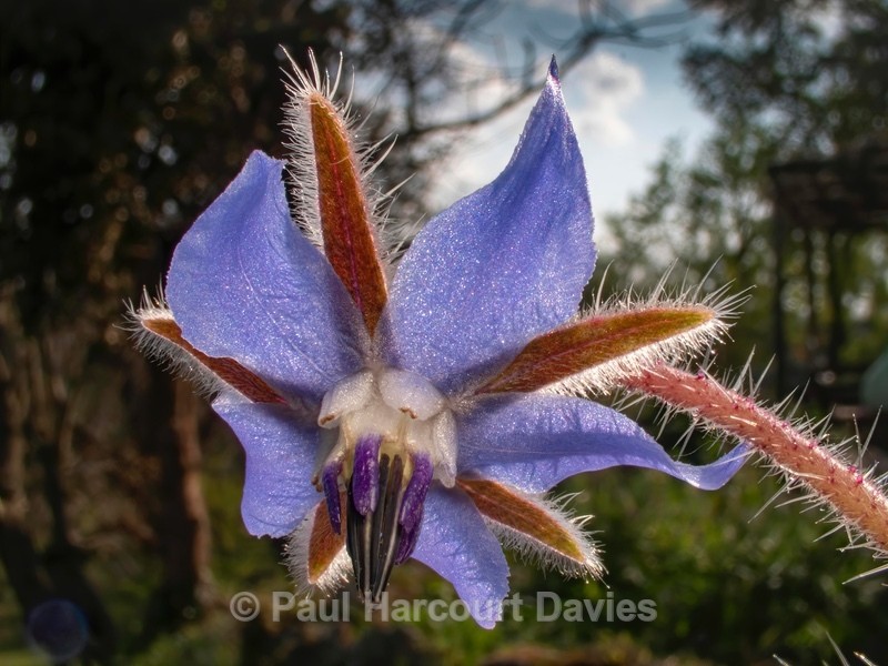 Borage (Borago officinalis) - Mikromak & TS Robusto 160