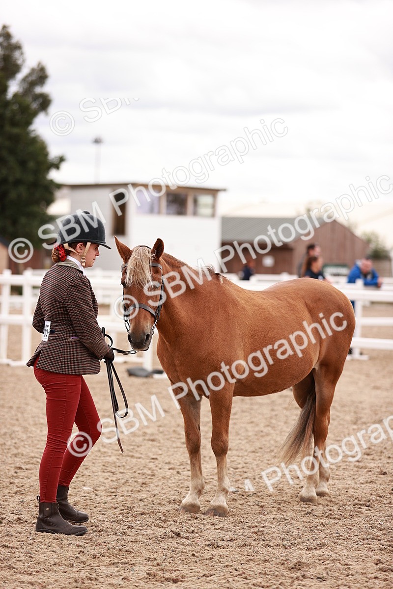 SBM_16927 - Class 415 - Horse-Pony Judge would most like to take home