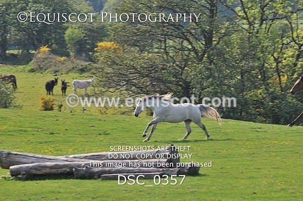 DSC_0357 - ARCHIVE REQUEST - Quincy and Guinness