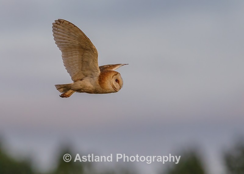 Astland Photography, Bird and Wildlife Images, Susan and Peter Wilson, U.K.