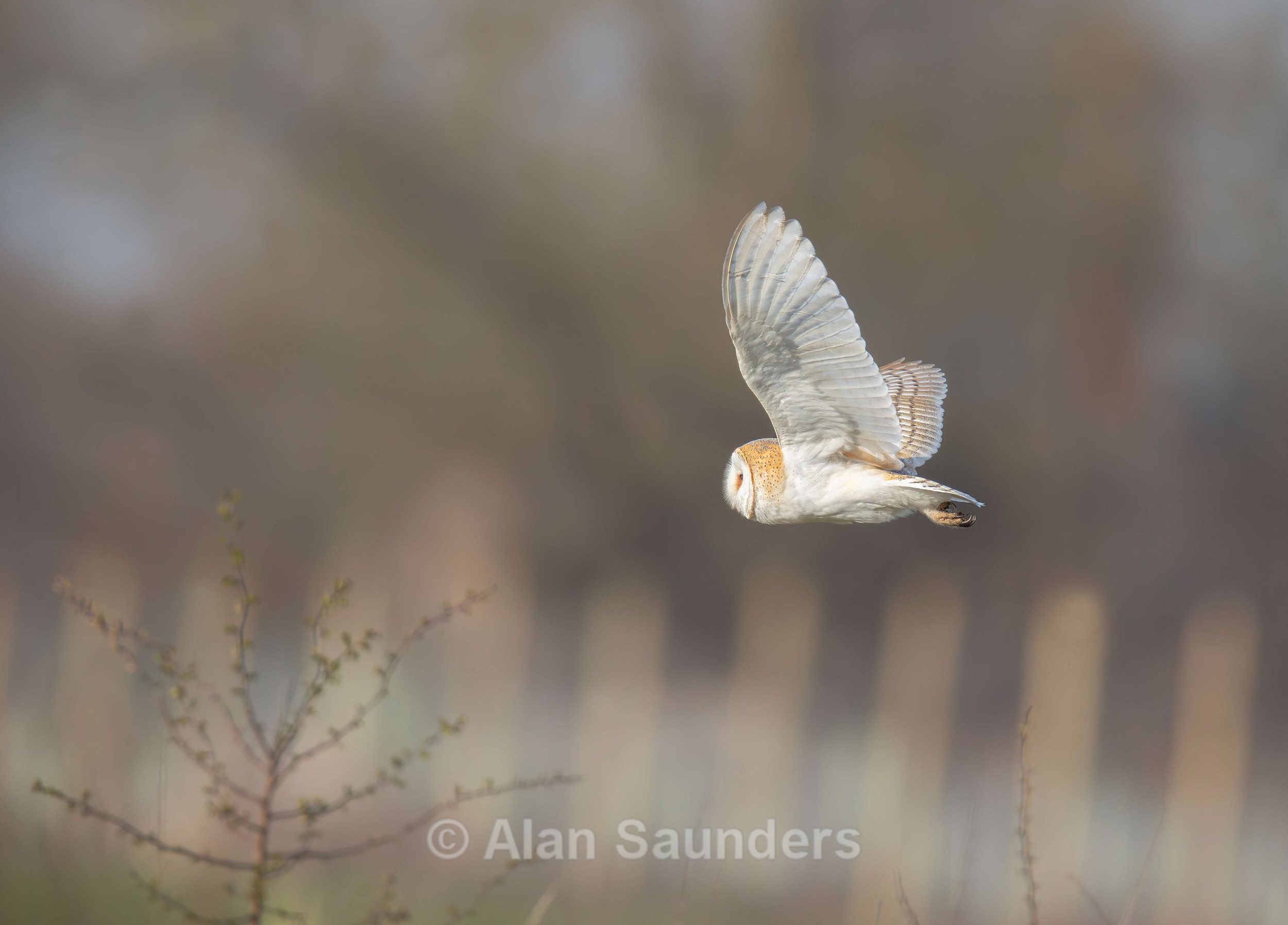 Barn Owl 13 (female)