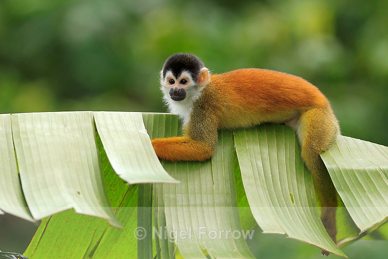 Squirrel Monkey lying on a banana leaf at Bosque del Cabo, Costa Rica - Monkey