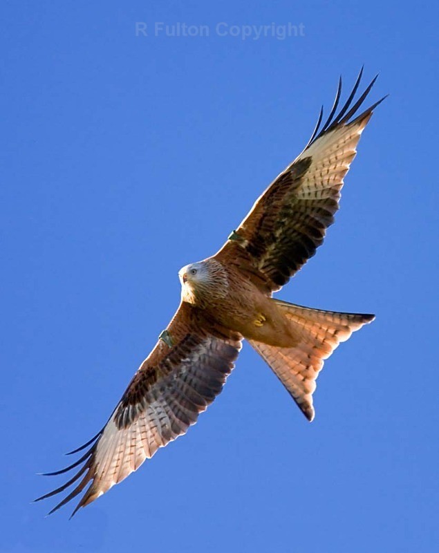 Red Kite in Flight - Nature