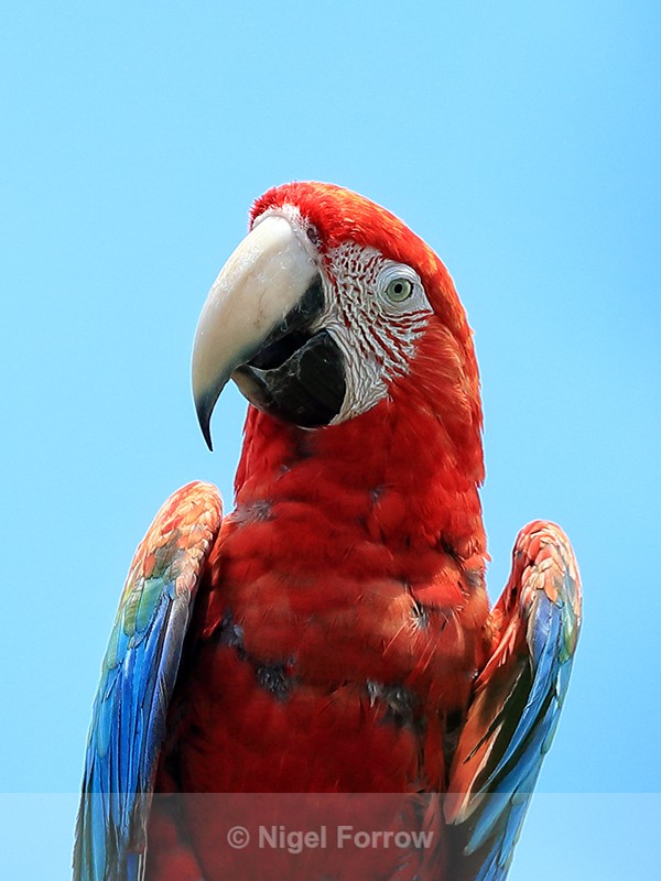 Red-and-green Macaw close-up, Isla Bastimentos, Panama - Red-and-green Macaw
