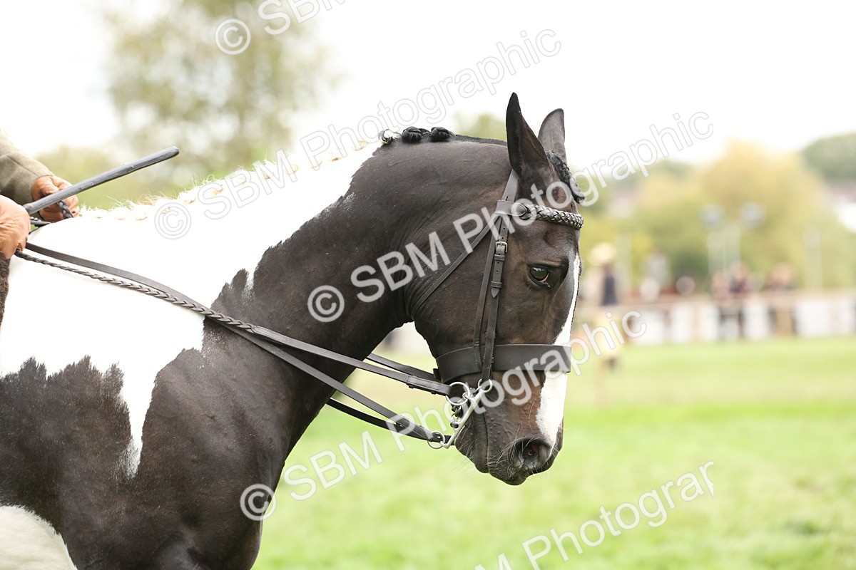 SBM_67309 - S67 - Piebald & Skewbald Horse Ridden