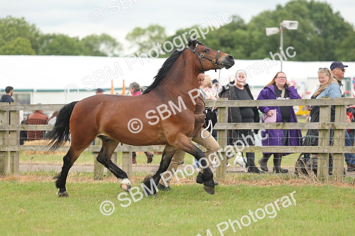 SBM_04893 - Class 50-57 - M&M Welsh Pony In Hand