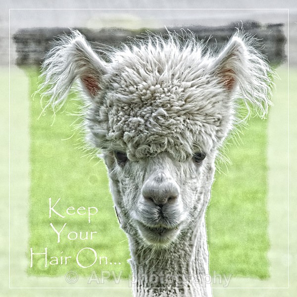 Keep Your Hair On.. - Square Cards