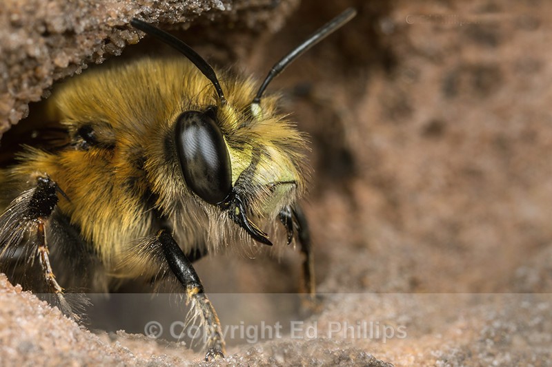 Anthophora  plumipes (m) - Anthophora plumipes