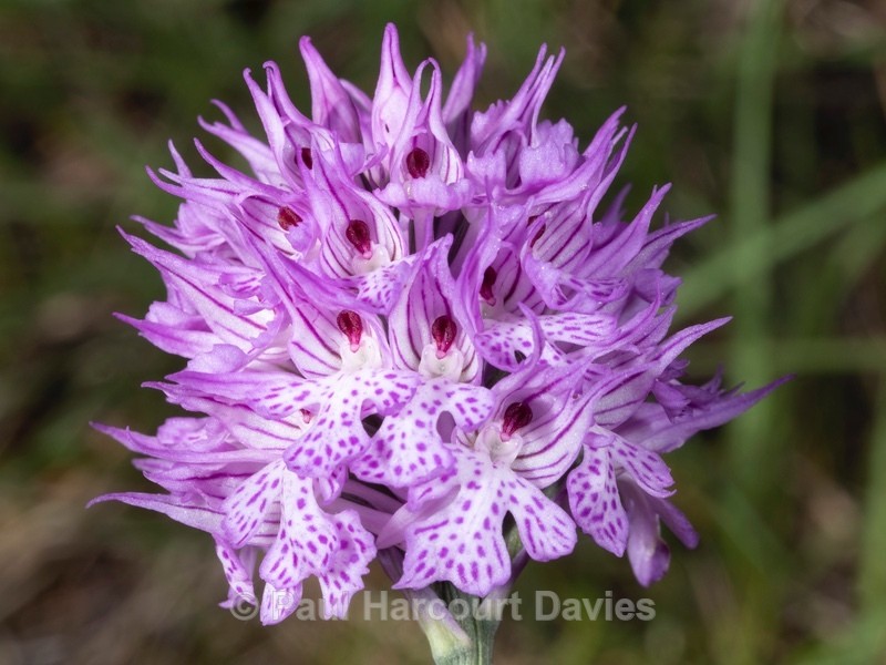 Toothed orchid (Neotinea tridentata) formnerly known as Orchis tridentata - Wild Orchids 2021