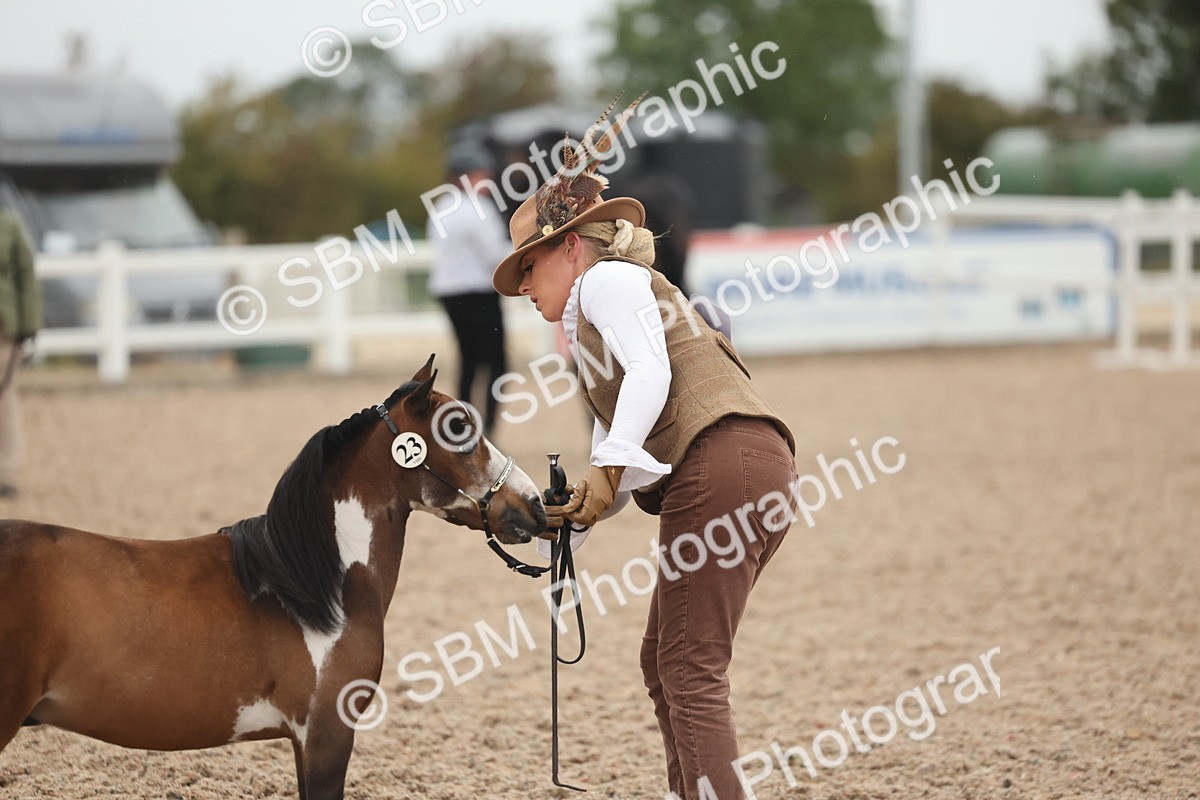 SBM_19370 - Class 317 - IH Pure Bred Horse-Pony